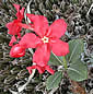 Pachypodium baronii